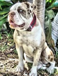 Alapaha Blue Bulldog...The dog that will protect my children...