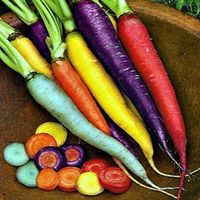 Here's a mix of fun colored carrots to brighten your table and entertain your kids. Varieties are listed below. Surface sow them onto rich compost and keep moist. Plant them among other vegetables or