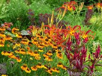 Helenium 'Helbro' (Mardi Gras) with Celosia spicata 'Mega Punk' and Hemerocallis 'Nona's Garnet Spider'; Nancy J. Ondra at Hayefield