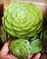 73 Types Of Aeonium Varieties Pictorial Guide