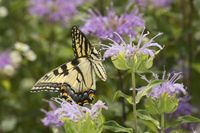 Monarda fistulosa (Wild Bergamot) is a clump-forming perennial boasting masses of fragrant, lilac-purple, tubular flowers, borne in dense, globular terminal heads, 2-3 in. across (5-7 cm). Blooming for weeks from mid-summer to early fall, they rest upon a whorl of decorative whitish bracts.