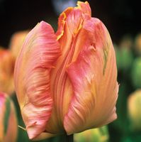 Parrot Tulips