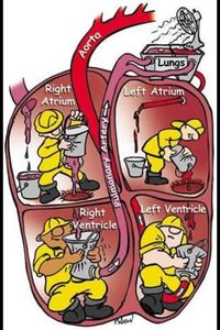 Blood flow through the heart.