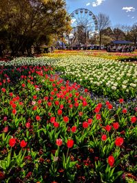 Floriade. Still stunning. @floriade_australia 🌷🌹🌼🌹🌷 ______________________ #flowers #floriade #tulips #tulip #travelphotographer #travelphotography #wanderlust #canberra #australia #red #flower #ferriswheel #garden #traveller #traveler #visitcanberra #tulip🌷 #colour #instatravel