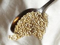 Wiki: Pseudocereal: Non-grass used in much same way as cereals ▪︎Seed ground into flour ▪︎Ex: Quinoa, Buckwheat, Chia, Breadnut, Cockscomb, Pitseed, Goosefoot, Qañiwa, Kañiwa (close relative of quinoa), Wattleseed (Acacia seed) ▪︎Amaranth: Ancient pseudocereal, formerly staple crop of Aztec Empire & now widely grown in Africa (Love-lies-bleeding, Red amaranth, Prince-of-Wales-feather) ▪︎True cereals are grasses. - Wikipedia