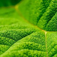 A close-up, aesthetic photogaph of a green leaf.