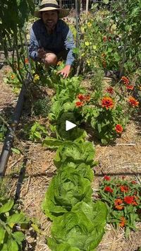 38K views · 679 reactions | 37_8378_Fresh #garden #lettuce is an amazing treat, here is how to have it all summer long! #garden #nature #flowers #gardening #plants #flower #photography #naturephotography #green #love #gardenlife #summer #gardendesign #jardin #garten #beautiful #landscape #spring #photooftheday #plant #flowerstagram #gardeninspiration #home #art #instagood #plantsofinstagram #flowersofinstagram #naturelovers #macro #mygarden | Jacques in the Garden | Jacques in the Garden · Original audio