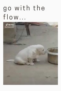 go with the flow🐶🐶 😍follow @ecosenpai❗ because you want more👍🙌😅The best video about animals! cute puppies videos funny | funny animal videos | funny animal videos can't stop laughing hilarious | cute animal videos animal videoys | baby animals videos | wild animal videos | pet videos | funny and dog videos | animal videos funny dogs | videos animales | animals beautiful videos | animals aesthetic videos | funny animal gifs #cuteanimals#animalsvideos #funnyvideos#cutevideos#animals#puppie