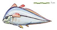 Allenypterus - Wikipedia