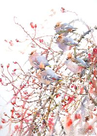 Darren Woodhead - Waxwing in Rain