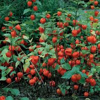 Physalis alkekengi Chinese Lanterns are a popular perennial plant species grown for their ornamental value. Small, creamy-white summer flowers turn in to lantern-shaped, bright red calyxes in autumn Awarded the Royal Horticultural Society Award of Garden Merit Sow indoors: March - July Sow outdoors: May - July Flowers: July - October Pack of 150 seeds Chinese Lanterns, scientifically known as Physalis alkekengi, are a perennial plant species that are widely grown for their ornamental value. Thes