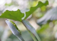 My Alocasia Elephant Ear Has Seed Pods - What To Do With Elephant Ear Flower Seeds