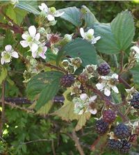 Bramble © Carl Farmer