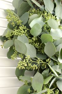 This fresh seeded eucalyptus wreath is great for front door, wedding, party, office decoration, altar, church door, pew bows, or as a gift to loved ones. Eucalyptus wreaths create a romantic look that makes for a wonderful style, can use it every season! Perfect gift for mom to cherish! FEATURES ★ 24 Inch real size wreath This fresh eucalyptus wreath measures 24 inches in diameter ★ 100% California Grown Grown, cut fresh and crafted by hand at a farm in California. ★ Feel Fresh Breeze Eucalyptus