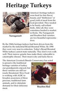 Heritage turkeys--I'm raising some of both :))