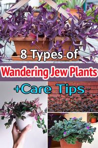 When it comes to versatility, there's none like the adaptable wandering jews! Check all different Types of Wandering Jew Plants in this detailed article!