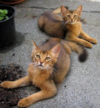 Abyssinian cats