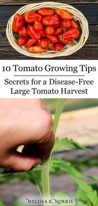 Fresh vine-ripened tomatoes are delicious and easy to grow at home with these tips! You'll have bushels of organic tomatoes for salads, soups, sauce, and canning.