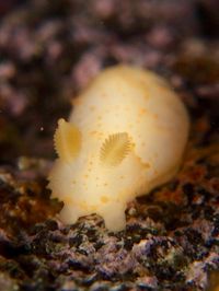 Gymnodoris sp. Nudibranch