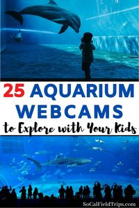 Learn about the ocean and sealife from the comfort of your own home with these 25 Aquarium Cams from around the world! #homeschool #homeschooler #homeschoolmom #homeschoollife #homeschooling #homeschoolactivities #homeschool #onlinelinelearning #virtualfieldtrip #virtualfieldtrips #homeschooler #school #fieldtrip #virtuallearning