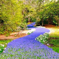 Located at Heritage Museum & Gardens, the "bulb river" is a purple stream of over 35,000 grape hyacinths. The bulbs are planted in the winter and burst to life in the spring. You only have a short window to see this fantastic sight, so be sure to head to the gardens between the end of April and mid-May. (67 Grove Street, Sandwich)