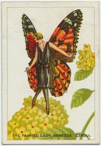 Cigarette Card