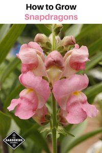 Add snapdragons to your garden for visual depth. Snapdragons can grow to be eight inches to four feet tall, and can add height to flower beds. #gardeningchannel #gardening #flowergardening #growingflowers