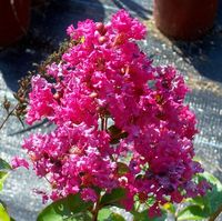 Tonto Crape Myrtle Plants | Etsy