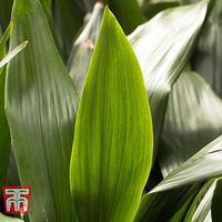 Commonly known as the Cast Iron Plant for its resilience, even when neglected! Aspidistra elatior is a particularly elegant foliage plant with upright, glossy leaves that arch gracefully at the leaf tips. This reliable house plant was extremely popular with the Victorians not least because of its ability to withstand, drought, pollution and low light levels. An ideal focal point for a hallway table, cool conservatory or a shaded corner of your home. Height and spread: 90cm (36").Plant height and spread is seasonal therefore we list by pot size rather than a defined plant size. The height and spread of the plant delivered will vary depending on the season, meaning arrival images are an indication only.Please note: Some houseplants are toxic or harmful to pets if ingested. If you believe you