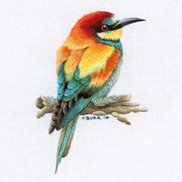 European Bee eater