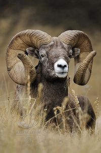 Montana Monarch--Bighorn ram by David Irwin on 500px,ovis canadensis