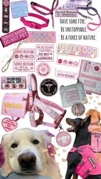 Service dog gear #servicedog#servicedogs#servicedoggear#dog#dogs#doggear#pink#white#pinkandwhite