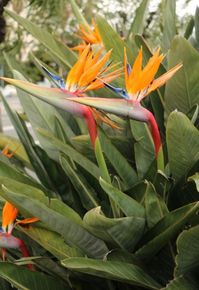 Bird of Paradise (Strelitzia reginae)