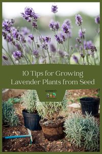 Are you a lavender lover looking to add some fragrant beauty to your garden? Or maybe you’re just starting out in the world of gardening, eager to cultivate your green thumb. Either way, we will give you some useful tips and techniques that will help you successfully grow lavender plants from seed, which can be tricky.