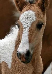 BASHKIR CURLY foal Horse Life