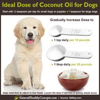 The Wonders of Coconut Oil – Pet Safety Crusader