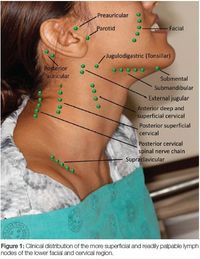 Lower facial and cervical lymphadenopathy in the context of clinical dentistry in 2022 | Dental hygiene school, Lymphatic drainage massage, Dentistry