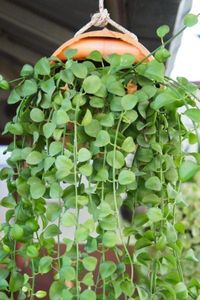 String Of Nickels Care – Learn About Growing String Of Nickels Houseplants