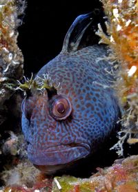 blenny - Google Search