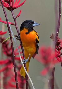 Icterus galbula: A colorful orange and black North American songbird of the blackbird family.