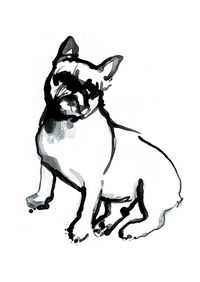 Frech bulldog  www.carolinetomlinson.com