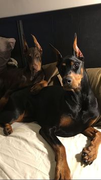 Doberman taking a rest in the | #Perro_Doberman_Pinscher #Doberman_Puppies #Drømme_Liv #Psy_I_Szczenięta