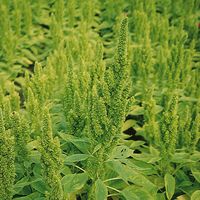 Amaranthus Green Thumb Seed – Harris Seeds