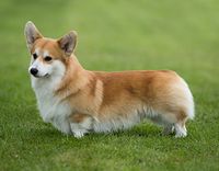 Welsh Corgi (Pembroke) | Breeds A to Z | The Kennel Club