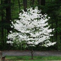 Beautiful Flowering Dogwood Tree Seeds. 20 Seeds to plant. Color: White.