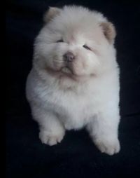 10+ Best Chow Chow Dog Names