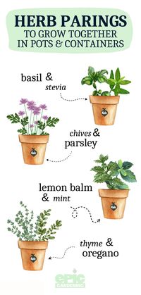 Containers offer a convenient way to start an herb garden on your patio, porch, or deck, allowing you to grow multiple herbs together in a single pot. Discover the best herb companions and learn about herb pairings that thrive in containers as we explore eleven excellent combinations for your garden.