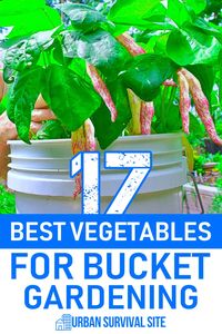 If you've been waiting to grow vegetables until you have a large backyard, your wait is over. You can successfully grow veggies in buckets.