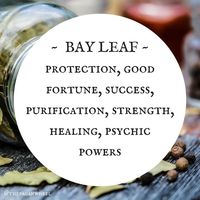 Bay Leaf