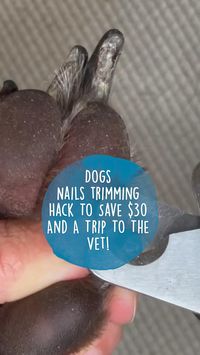 Via: @juliebeckergroomwithme | Follow for more ⚡️🦴  🐾🐾🐾🐾🐾🐾🐾🐾🐾🐾🐾🐾🐾🐾🐾🐾🐾🐾🐾🐾  dog grooming, nails, hack, DIY, at home, easy, quick, efficient, cost-effective, pet care, canine, paws, fur baby, furry friend, pet maintenance, nail trimming, nail care, paw care, pawsitive, doggy spa, dog hack, pet grooming, fur maintenance.  clipping nails, pet nail care, nail trim, paw grooming, pet hack, dog spa, home grooming, pet paws, pet pedicure, dog maintenance, fur-ever friend, paw hygiene, nail cutting, pet hygiene, dog nail trimming, doggy nail care, pet grooming tips, canine nails.